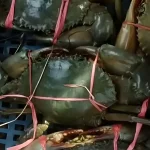 Kepiting Makan Apa: Panduan Lengkap Tentang Pola Makan dan Kebiasaan Hidup Kepiting