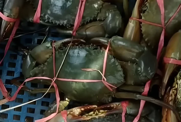 Kepiting Makan Apa: Panduan Lengkap Tentang Pola Makan dan Kebiasaan Hidup Kepiting