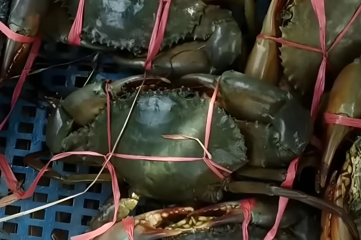 Kepiting Makan Apa: Panduan Lengkap Tentang Pola Makan dan Kebiasaan Hidup Kepiting